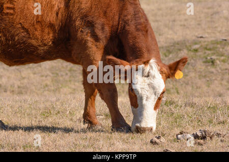 Hereford Rind Beweidung mit Kopf nach unten und nach vorn Stockfoto