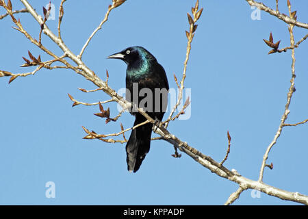 Raven thront auf einem knospenden Zweig der Baumstruktur im frühen Frühling. Der strahlend blaue Himmel Hintergrund Stockfoto