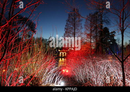 Glow 2017, Fokus auf Weiß - stammte im Vordergrund Dornbusch, RHS Garden Wisley, Woking, Surrey, England, Großbritannien, Europa Stockfoto