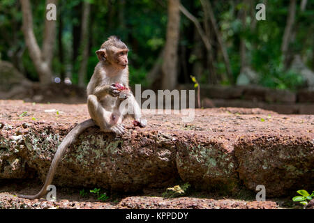 Eine junge, kleine Baby hungrig macaque Affen essen und eine rote Frucht, während Sitzen auf einer Mauer munching, in Kambodscha, in Südostasien Stockfoto