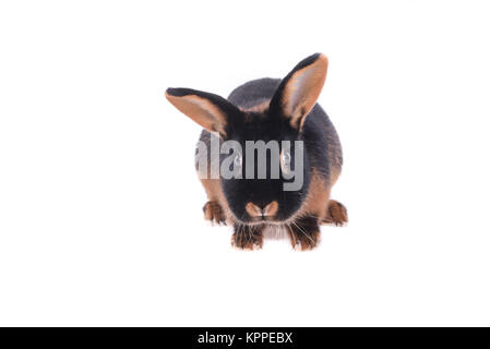 Kaninchen Vordergrund Schwarz in Weiß studio Stockfoto