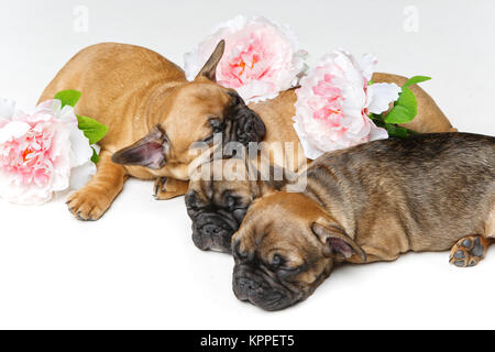 Drei schöne französische Bulldogge Welpen Stockfoto