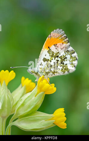 Männliche orange-tip Butterfly ruht auf schlüsselblumenblüten