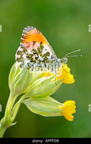 Männliche orange-tip Butterfly ruht auf schlüsselblumenblüten