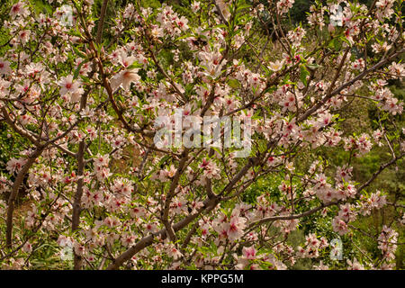 Gran Canaria, die Baranque de Guayadeque im Januar mit Mandelbäume in voller Blüte Stockfoto