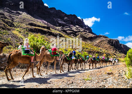 FATAGA, Gran Canaria, Spanien - 17. Mai. 2016: Touristen reiten auf Kamelen geführte und von der örtlichen Bevölkerung durch die berühmten fataga Canyon auf Gran Canaria, Spai Stockfoto