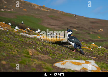 Imperial Shag (Phalacrocorax albiventer) atriceps tragen Nestmaterial auf den Klippen von Saunders Inseln in den Falkland Inseln. Stockfoto