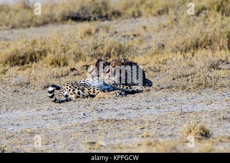 Cheetah Brüder einander Putzende Stockfoto