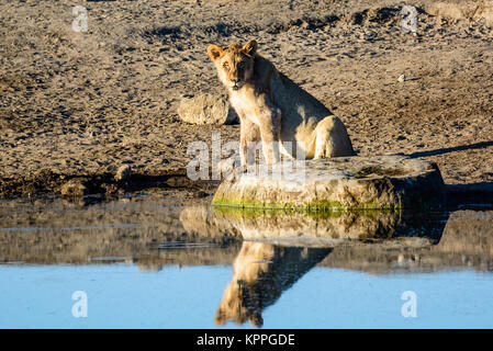 Löwin und Reflexion über das Wasserloch gestarrt Stockfoto