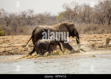 Mutter und Kalb afrikanischen Elefanten Spritzen durch das Wasserloch Stockfoto