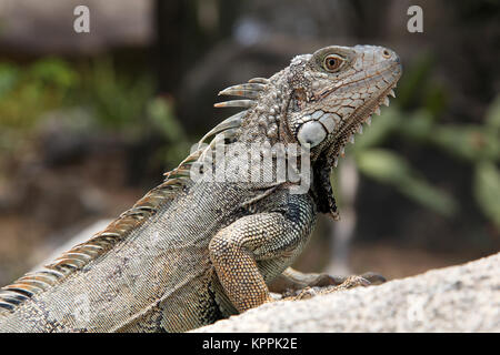 Grüner Leguan auf einem Stein saß in der Landschaft, Aruba, Karibik. Stockfoto