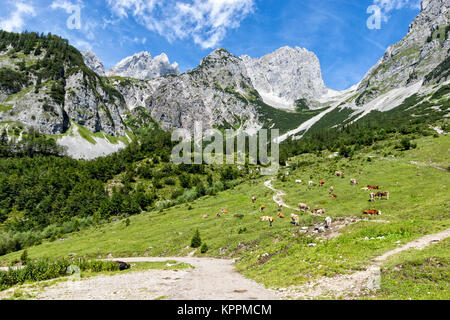 Idyllische Landschaft in den Alpen mit Kühe grasen auf frischen grünen Almen mit hohen Bergen. Österreich, Tirol, Wilder Kaiser. Stockfoto