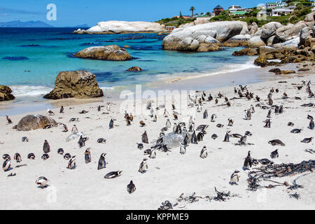 Pinguin Kolonie am Boulders Beach, Kapstadt, Südafrika Stockfoto