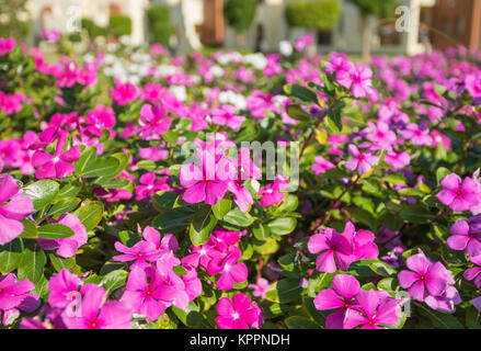 Closeup Detail aus einem lila Blüte rose Periwinkle plant Catharanthus roseus in einem formalen Garten Stockfoto