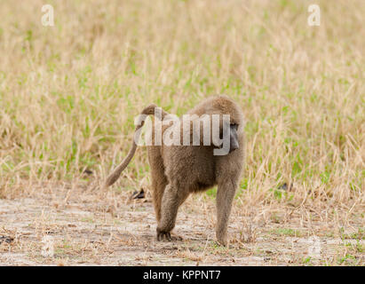 Nahaufnahme von Olive Paviane (Wissenschaftlicher Name: papio Anubis, oder Nyani in Swaheli) Bild auf Safari in den Tarangire Nationalpark im Osten Stockfoto