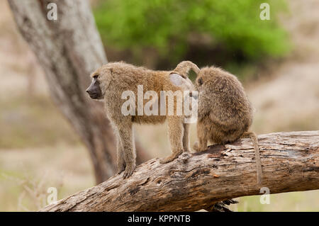 Nahaufnahme von Olive Paviane (Wissenschaftlicher Name: papio Anubis, oder Nyani in Swaheli) in den Tarangire Nationalpark, Tansania Stockfoto