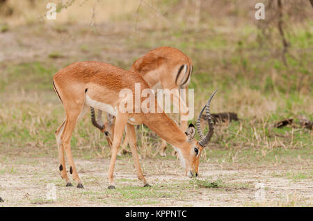 Nahaufnahme von Impala (Aepyceros melampus Wissenschaftlicher Name: oder der wala Pala'in Swaheli) in den Tarangire Nationalpark, Tansania Stockfoto