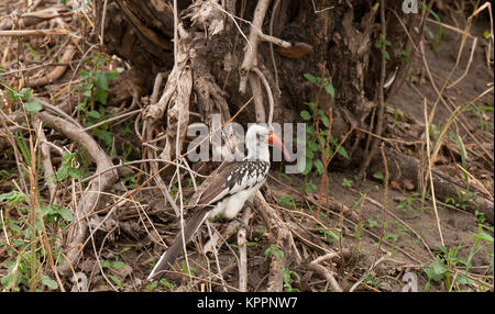 Tansanischen Red-billed Nashornvögel (Tockus ruahae) auf der Suche nach Nahrung in Tarangire Stockfoto