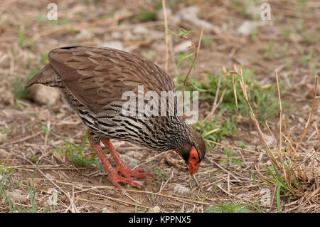 Red-necked Spurfowl oder Red-necked Froncolin (pternistis Afer oder Froncolinuus Afer) Jagd im Tarangire Nationalpark Stockfoto