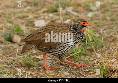 Red-necked Spurfowl oder Red-necked Froncolin (pternistis Afer oder Froncolinuus Afer) Jagd im Tarangire Nationalpark Stockfoto