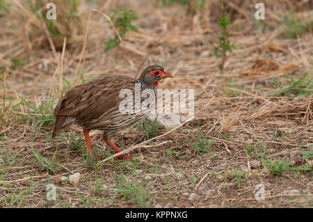 Red-necked Spurfowl oder Red-necked Froncolin (pternistis Afer oder Froncolinuus Afer) Jagd im Tarangire Nationalpark Stockfoto