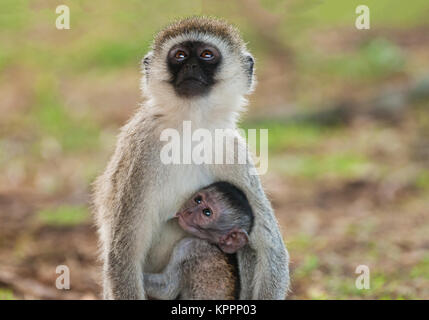 Meerkatze mit Baby Säugling (Wissenschaftlicher Name: cercopthecus aethiops, oder Tumbiili in Swaheli), Tarangire National Park in Tansania Stockfoto