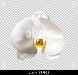 Blumen der Orchidee weiß Vector Illustration Stock Vektor