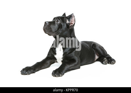 Schöne Cane Corso Welpen Stockfoto