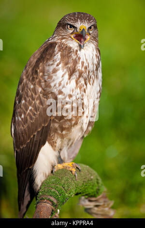 Mäusebussard (Buteo buteo). Auch bekannt als: Europäische Bussard, Bussard, Wüste Bussard (Japonicus), Eurasischen Bussard, Steppe Bussard (Vulpinus). Stockfoto