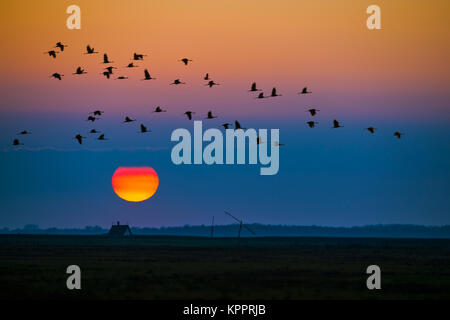 Kranichen (Grus Grus) Herde im Flug bei Sonnenuntergang. Kranich (Grus Grus), auch als der Eurasischen Kran bekannt. Stockfoto