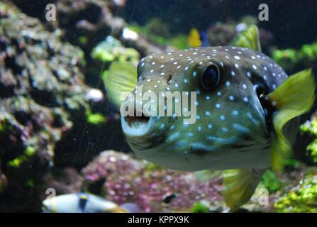 weiß gefleckten Kugelfisch Stockfoto