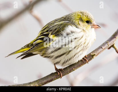 Weiblich black-headed Goldfinch Stockfoto