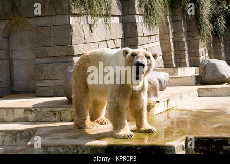 Europa, Deutschland, Wuppertal, der Zoo, der Eisbär (Ursus maritimus). Europa, Deutschland, Wuppertal, Zoo Wuppertal, Eisbaer (Ursus maritimus). Stockfoto