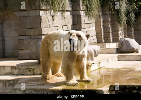 Europa, Deutschland, Wuppertal, der Zoo, der Eisbär (Ursus maritimus). Europa, Deutschland, Wuppertal, Zoo Wuppertal, Eisbaer (Ursus maritimus). Stockfoto