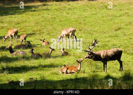 Europa, Deutschland, Sauerland, Arnsberg, Hirsch (Cervus elaphus) am Wildpark Vosswinkel. Europa, Deutschland, Sauerland, Arnsberg, Rothirs Stockfoto