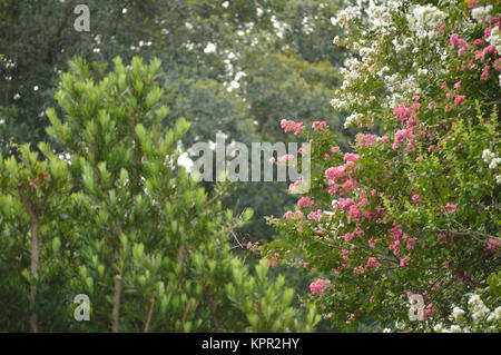 Crepe myrtle Bäume und Japanische Eibe Stockfoto