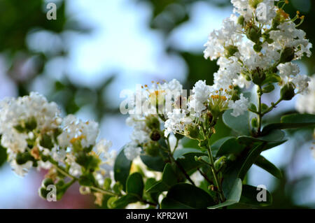 Nahaufnahme des Weißen crepe Myrtle Blüten Stockfoto