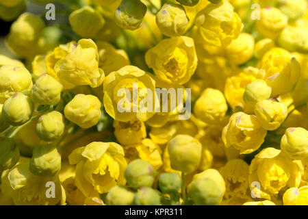 Mahonie (Mahonia aquifolium) Stockfoto