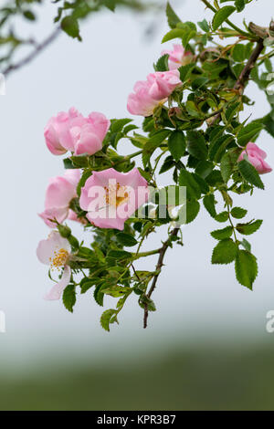 Schöne blühende wilde Rosenbusch Stockfoto