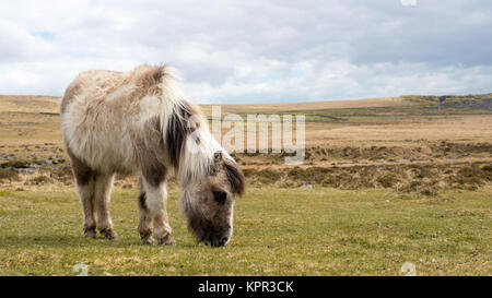 Ein wildes Pony Weiden auf Dartmoor Stockfoto