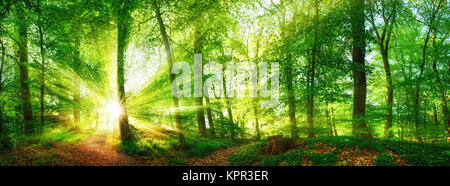 Buche-Wald-Panorama und der Sonne, mit hellen Strahlen von Licht wunderschön durch die Bäume Stockfoto