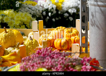 Herbst Ernte und unter ihnen mini Kürbisse sind auf dem Markt im Freien präsentiert und sind von anderen Blumen, Obst und Gemüse umgeben. Stockfoto
