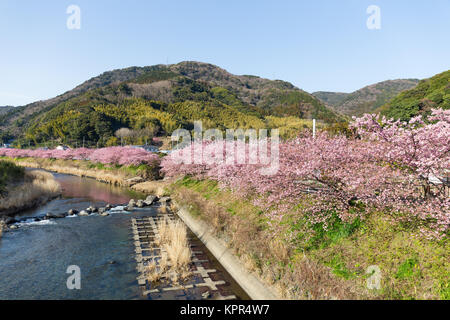 Sakura und Fluss in kawazu Stockfoto