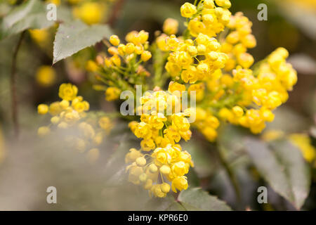 Mahonie (Mahonia aquifolium) Stockfoto