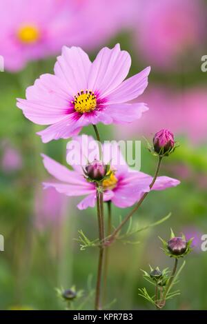 Schmuckkorb / Cosmos bipinnatus Stockfoto