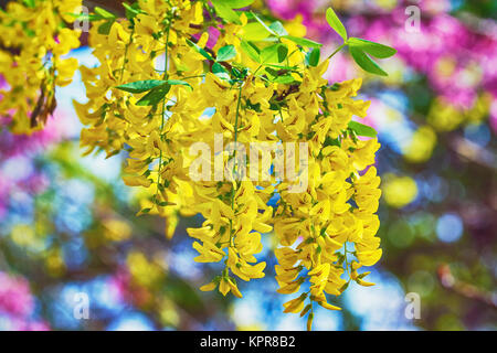 Gemeinsamen Laburnum Blumen Stockfoto