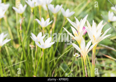 Fairy Lily Blume im Garten Stockfoto