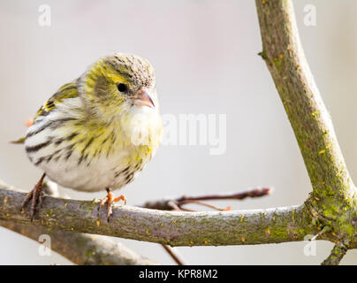 Weiblich black-headed Goldfinch Stockfoto