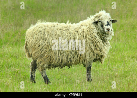 Schafe grasen auf der Wiese Stockfoto