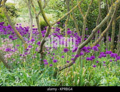 Ein Bett zu allium Purple Sensation Blumen unter Baum stammt in der Feder Englisch Country Garden Stockfoto